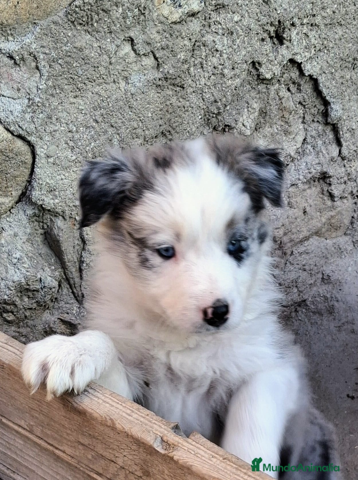Border Collie perros Boder collie Móstoles  - Anuncio 2