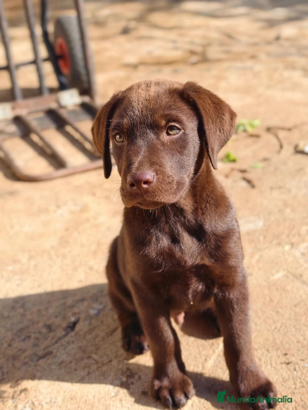 Labrador Retriever perros en venta: Labrador retriever línea inglesa chocolate  - Anuncio 2