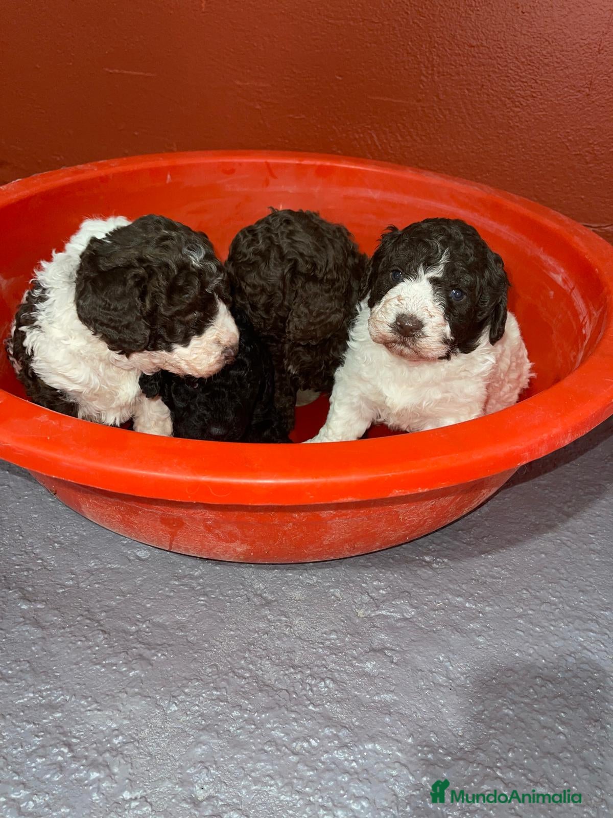 Perro de Agua Español perros PERRO DE AGUA ESPAÑOL MACHO - Anuncio 1