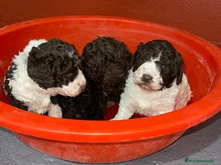 Perro de Agua Español perros PERRO DE AGUA ESPAÑOL MACHO - Anuncio 8