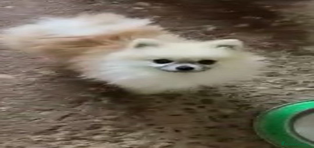 Imagen de galería {{count}}