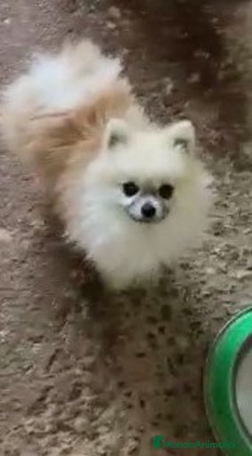 Imagen de galería {{count}}