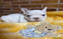 Bulldog Francés perros en venta: Bulldog Francés Macho - Imagen 4