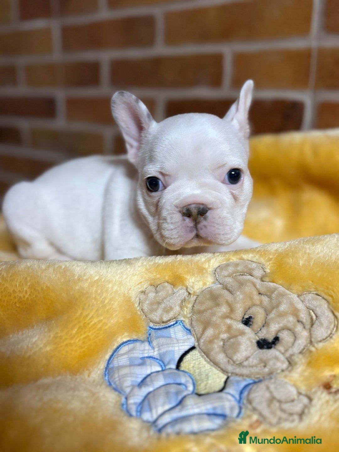 Bulldog Francés perros en venta: Bulldog Francés Macho - Imagen 4