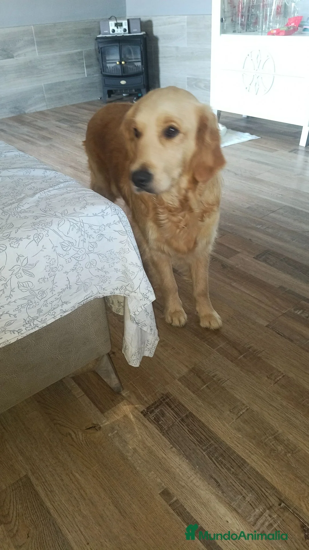 Golden Retriever perros en venta: Golden Retriever  - Anuncio 6