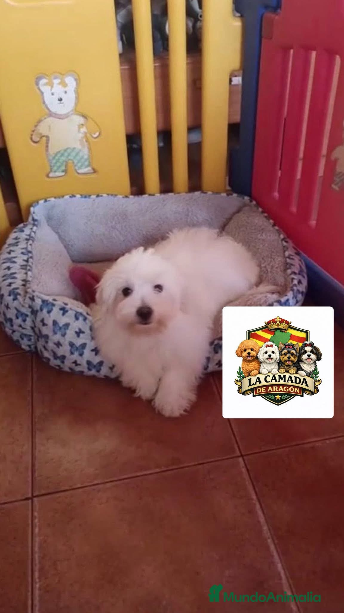 Bichón Maltés perros Bichon maltes  - Anuncio 1