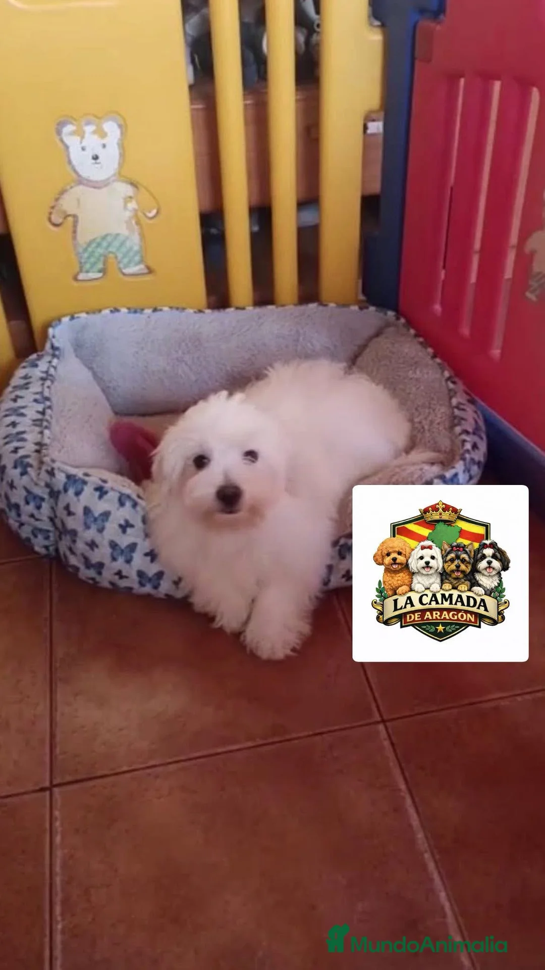 Bichón Maltés perros en venta: Bichon maltes  - Anuncio 1