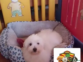 Bichón Maltés perros Bichon maltes - Anuncio 1