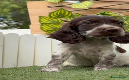Cocker Spaniel Inglés perros en venta: COCKER SPANIEL RUANO - Imagen 6
