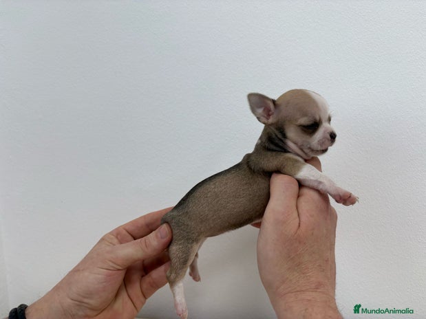 Chihuahua perros en Alicante - Anuncio 20