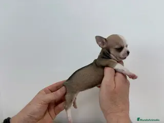 Chihuahua perros Chihuahua toy.chocolate,perla y tricolor - Anuncio 1