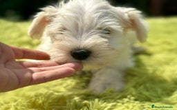 Schnauzer Miniatura perros en venta: Schnauzer miniatura  - Imagen 10