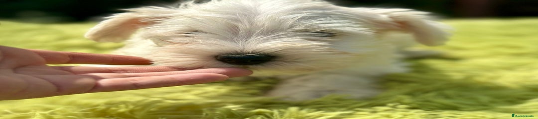 Schnauzer Miniatura Cachorro 1