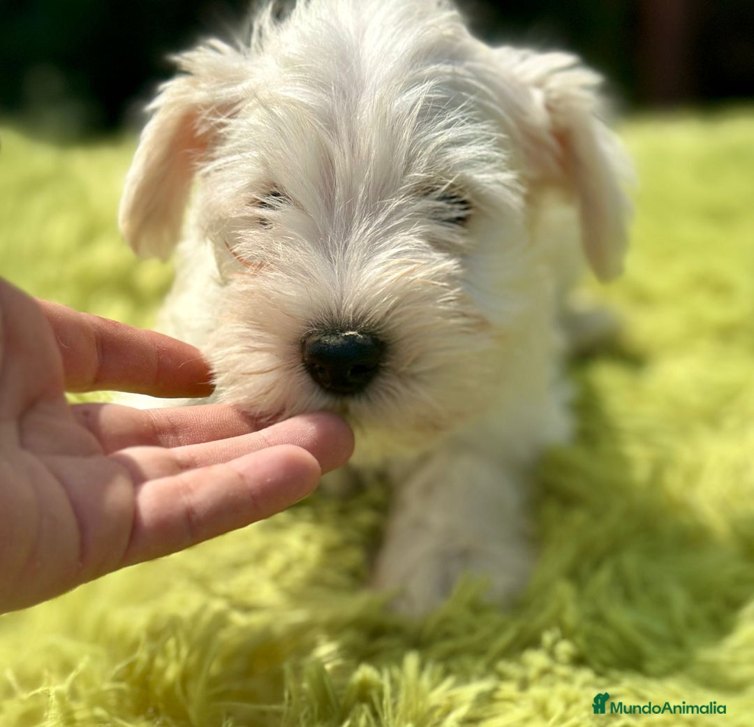 Schnauzer Miniatura perros en venta: Schnauzer miniatura  - Imagen 10