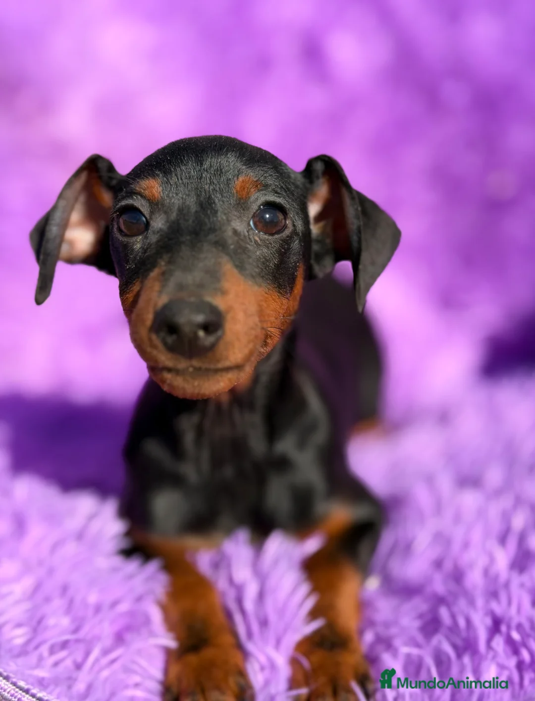 Pinscher Miniatura perros en venta: Minipincher hembra  - Anuncio 3