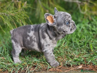 Bulldog Francés perros en Barcelona - Anuncio 17