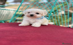 Bichón Maltés perros en venta: Bichon Maltés alta selección  - Imagen 7