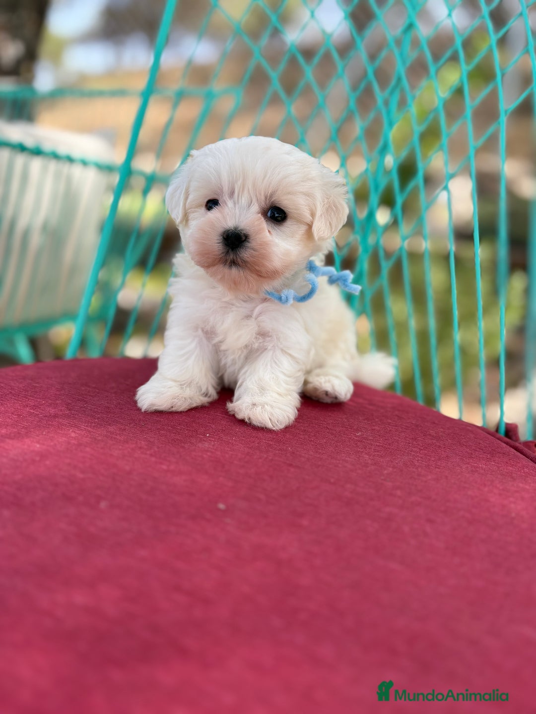 Bichón Maltés perros en venta: Bichon Maltés alta selección  - Imagen 7