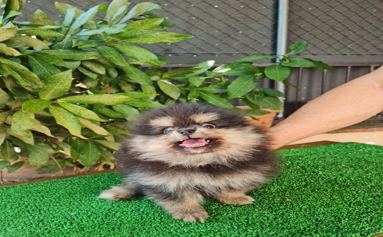 Pomerania perros - Propaganda 5