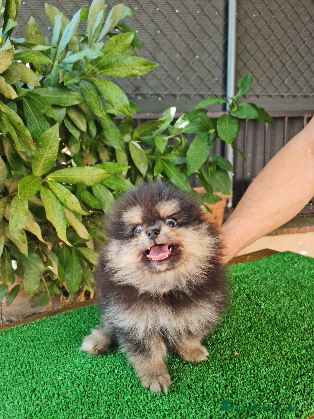 Pomerania perros en venta: Pomerania Toy  - Imagen 1
