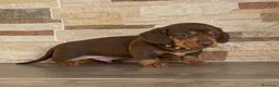 Teckel Miniatura perros en venta: TECKEL CALIDAD SUPREMA !  - Anuncio 8