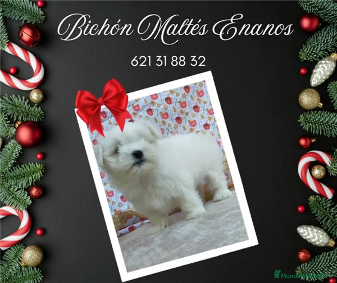 Bichón Maltés perros en venta: PRECIOSOS BICHON MALTES  LINEA TOY  - Anuncio 2