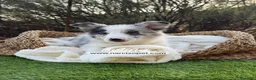 Border Collie perros en venta: BORDER COLLIE MERLE HEMBRA - Anuncio 4