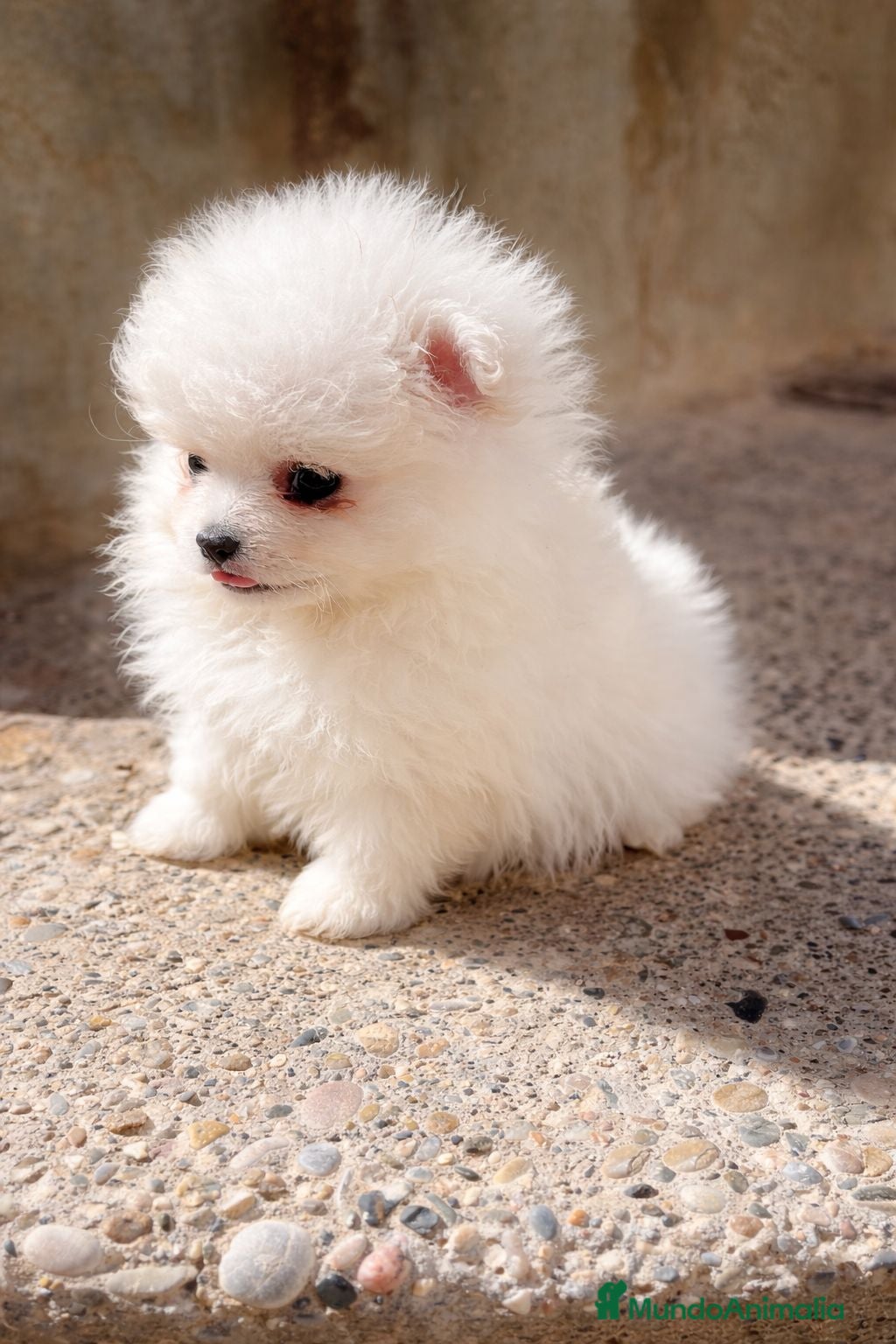 Pomerania perros Mini Pomerania blanco, osito - Anuncio 5