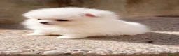 Pomerania perros en venta: Mini Pomerania blanco, osito - Anuncio 2