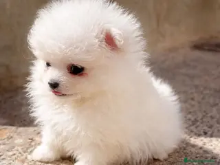 Pomerania perros Mini Pomerania blanco, osito - Anuncio 5