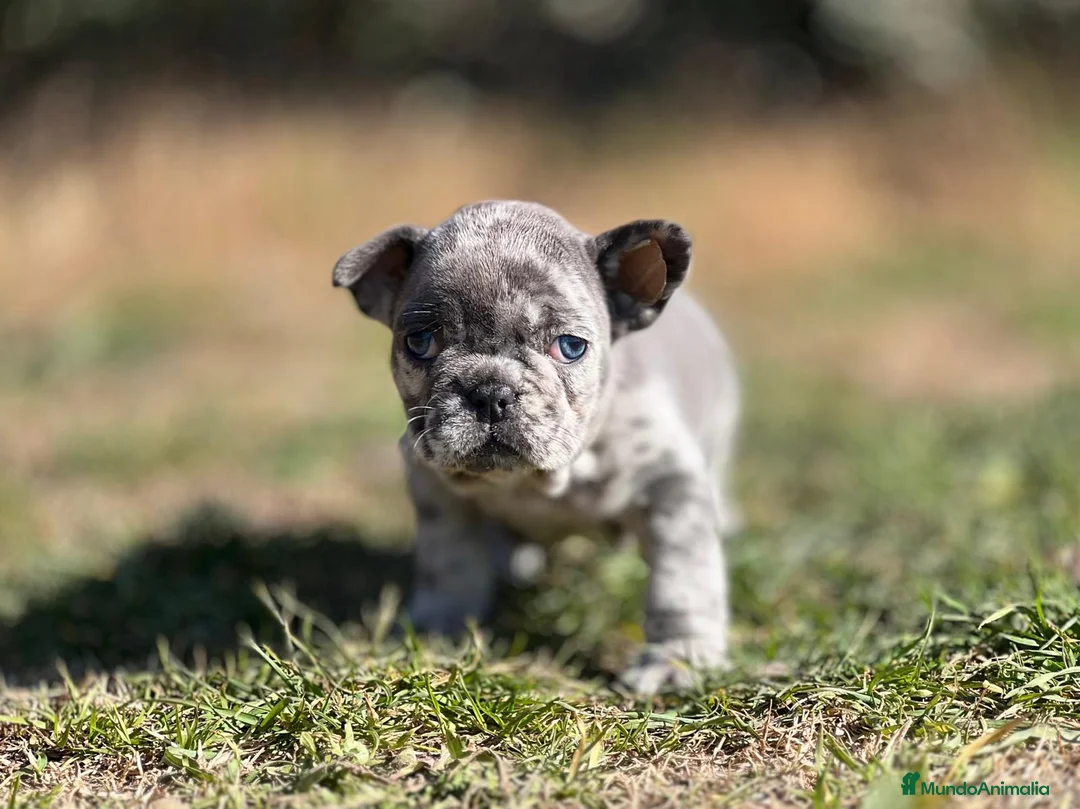 Bulldog Francés perros en venta: BULLDOG FRANCÉS EXÓTICO MERLE en Barcelona - Anuncio 5