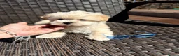 Maltipoo perros en venta: Maltipoo fotos actuales !!!! - Anuncio 8