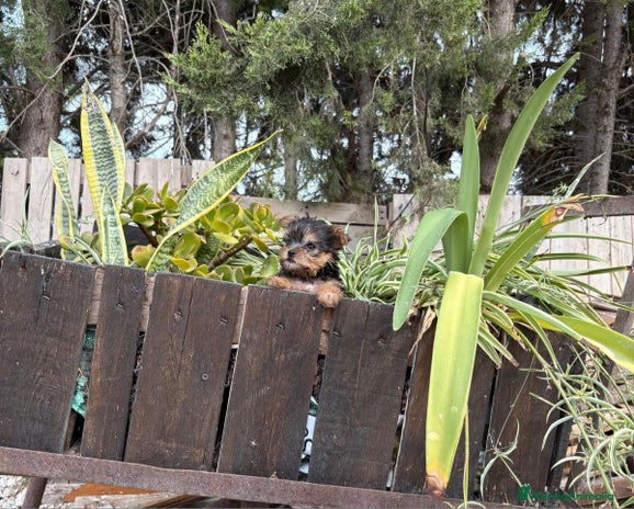 Yorkshire Terrier perros - Anuncio 1