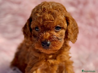 Caniche Toy perros - Anuncio 24