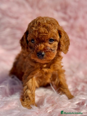 Caniche Toy perros - Anuncio 18