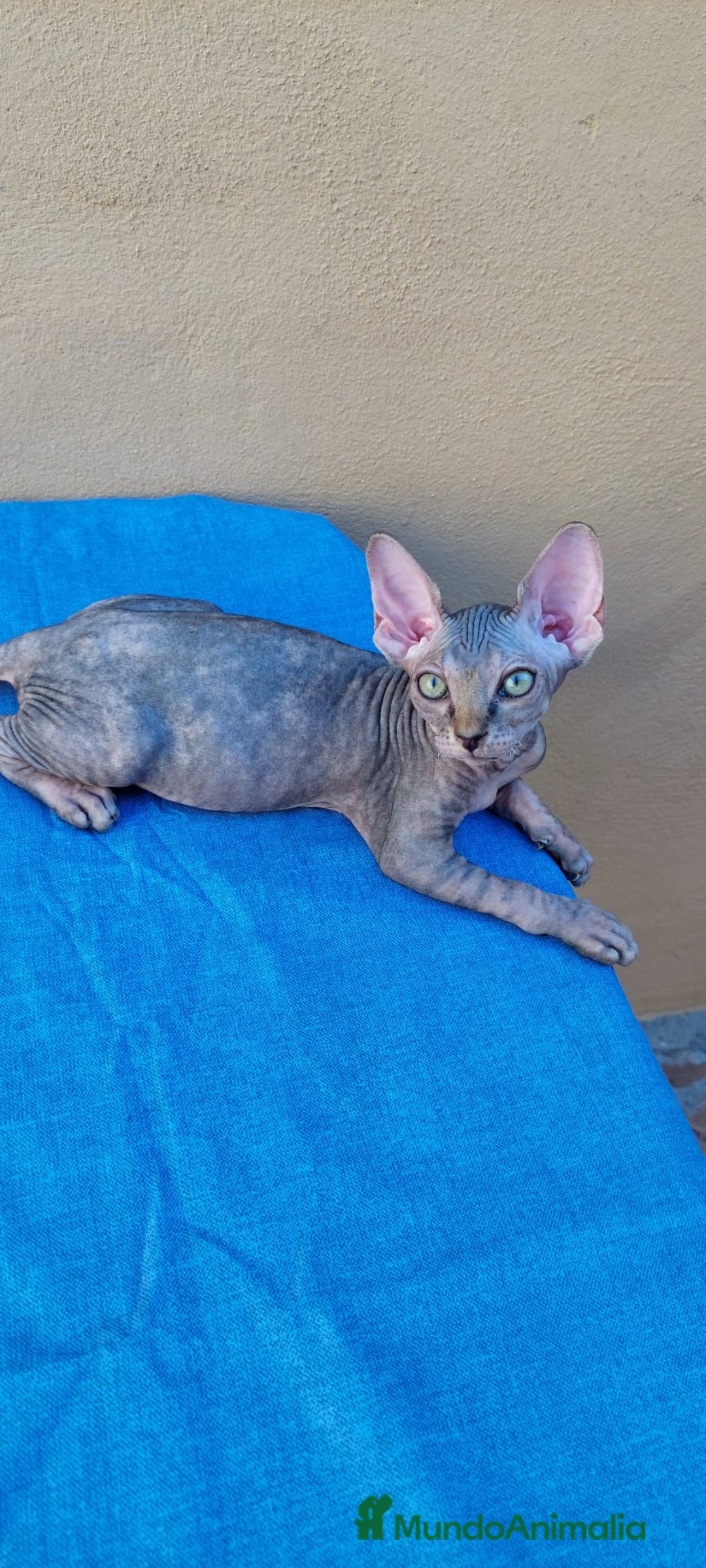 Sphynx gatos en venta: Hembrita tortuga tabby  - Imagen 4