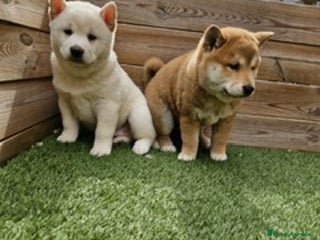 Shiba Inu perros - Anuncio 24