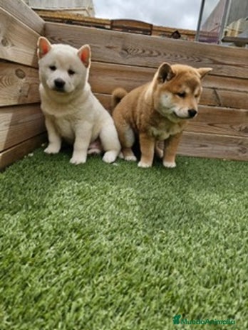 Shiba Inu perros - Anuncio 9