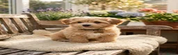 Maltipoo perros en venta: Maltipoo machos  - Anuncio 2