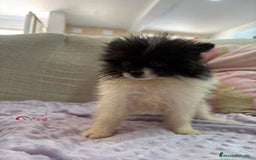 Pomerania perros en venta: Poo pomerania MICRO TOY  - Imagen 1