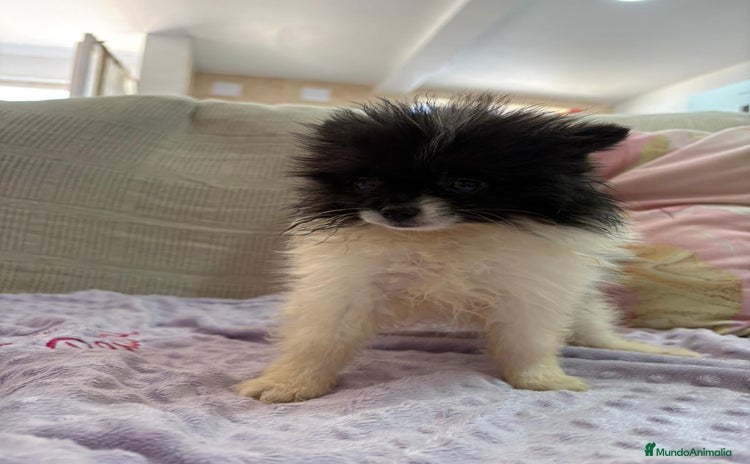 Pomerania perros - Propaganda 10
