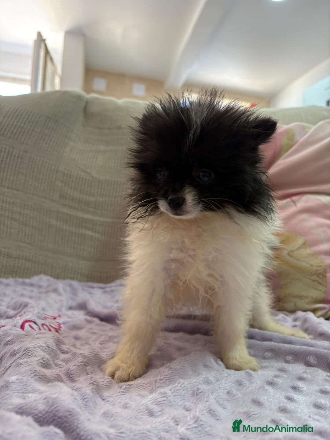 Pomerania perros en venta: Poo pomerania MICRO TOY  - Imagen 1