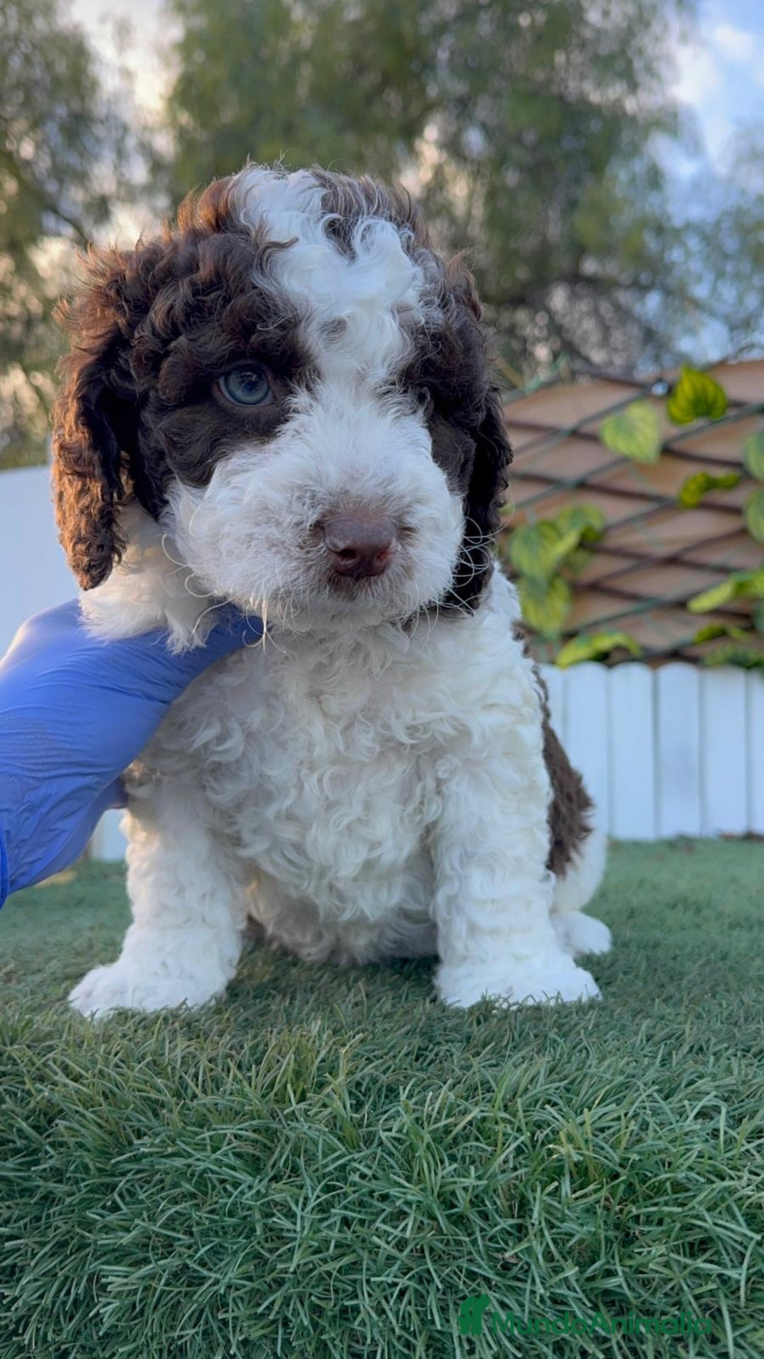 Perro de Agua Español perros en venta: PERRO DE AGUA ESPAÑOL - Anuncio 7