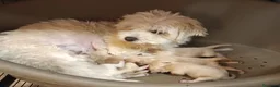 Maltipoo perros en venta: Maltipoo de excelente calidad  - Anuncio 6