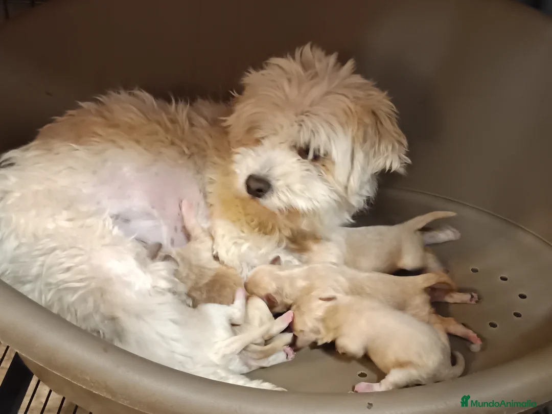 Maltipoo perros en venta: Maltipoo de excelente calidad  - Anuncio 6