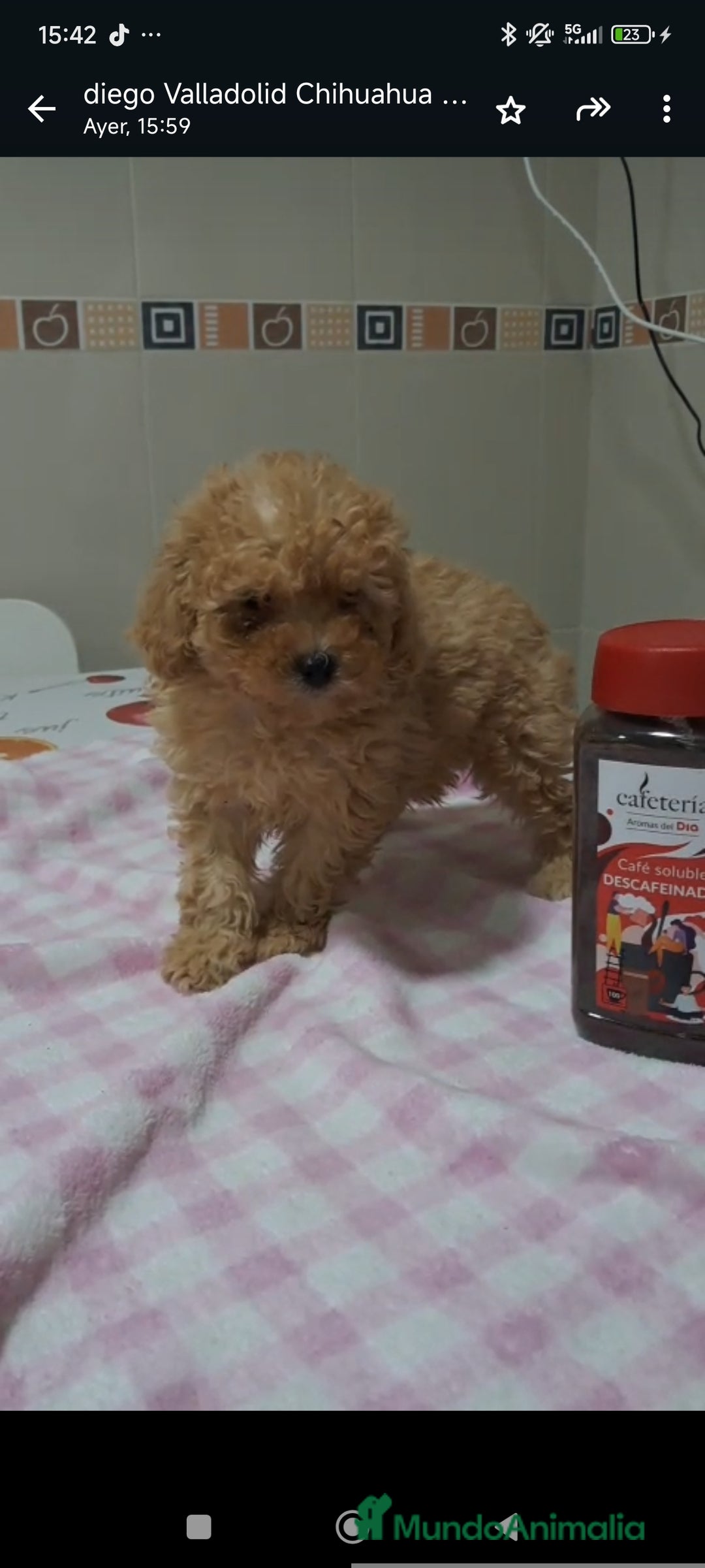 Caniche Toy perros en venta: Hembra apricot - Anuncio 2
