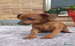 Pinscher Miniatura perros en venta: Pinscher Miniatura  - Imagen 32