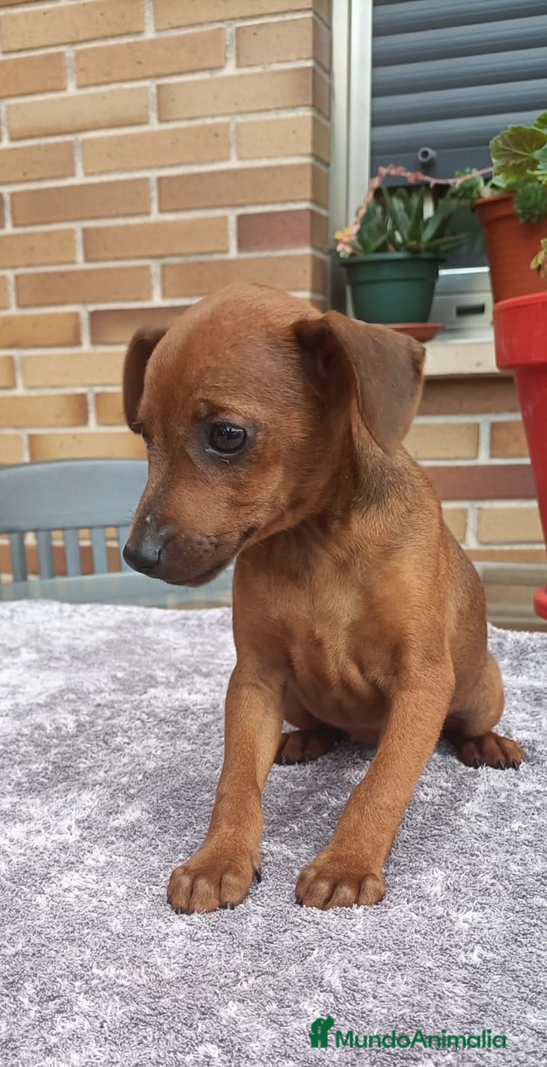 Pinscher Miniatura perros en venta: Pinscher Miniatura  - Imagen 32