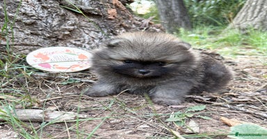 Pomerania perros - Anuncio 9