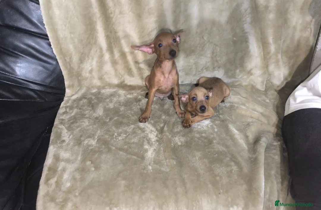 Pinscher Miniatura perros en venta: Preciosos pinscher rojos 🐶🐾🔥 en Cáceres - Anuncio 2